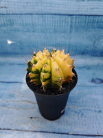 Gymnocalycium Variegata (Гимнокалициум Вариегатный)