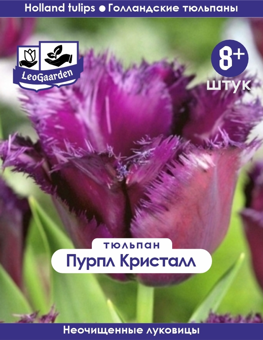 Тюльпан Луковица, Пурпл Кристалл, 8+ шт