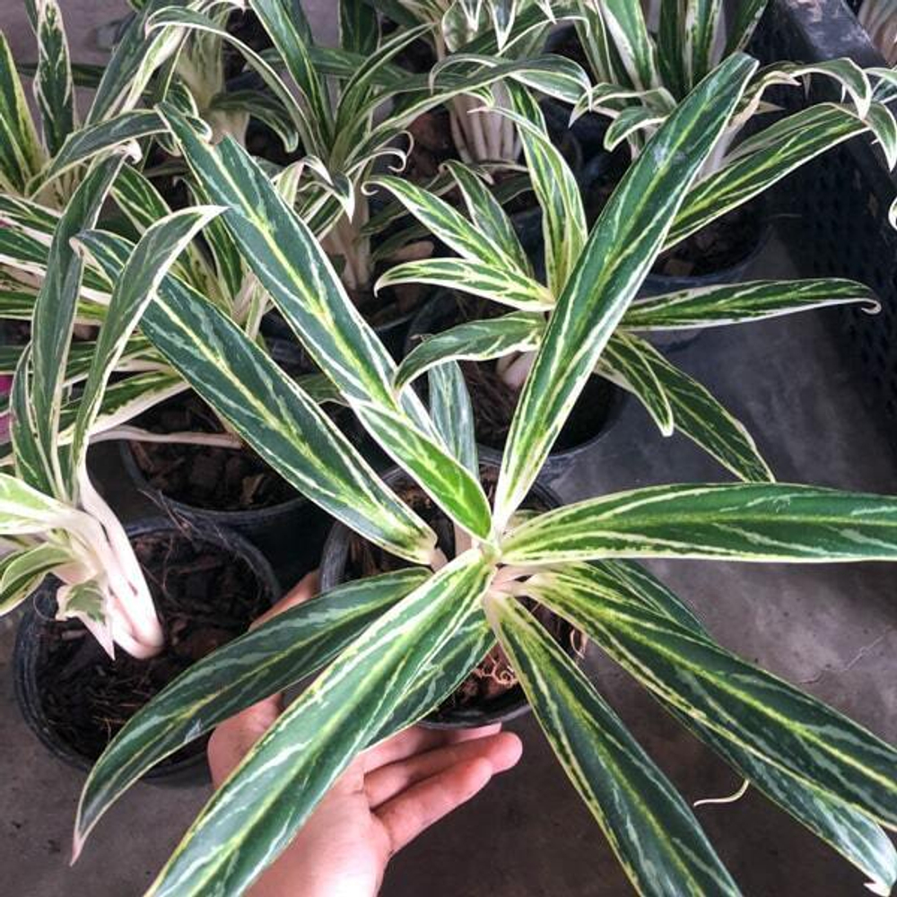 Аглаонема SEDTHEE RUANG KHAO