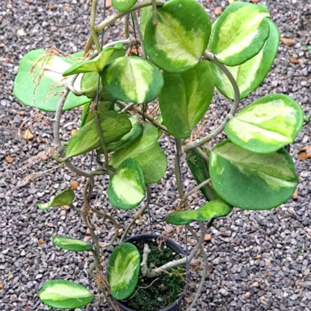 Хойя OBOVATA VAR INSIDE