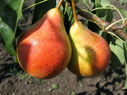 Саженец груши «Купава» (Алтайская, Осенняя, Компотная)