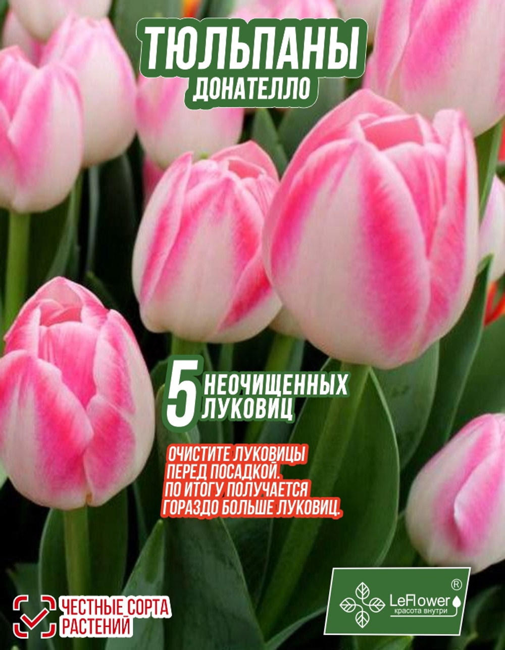 Тюльпан Луковица, Донателло, 5+ шт