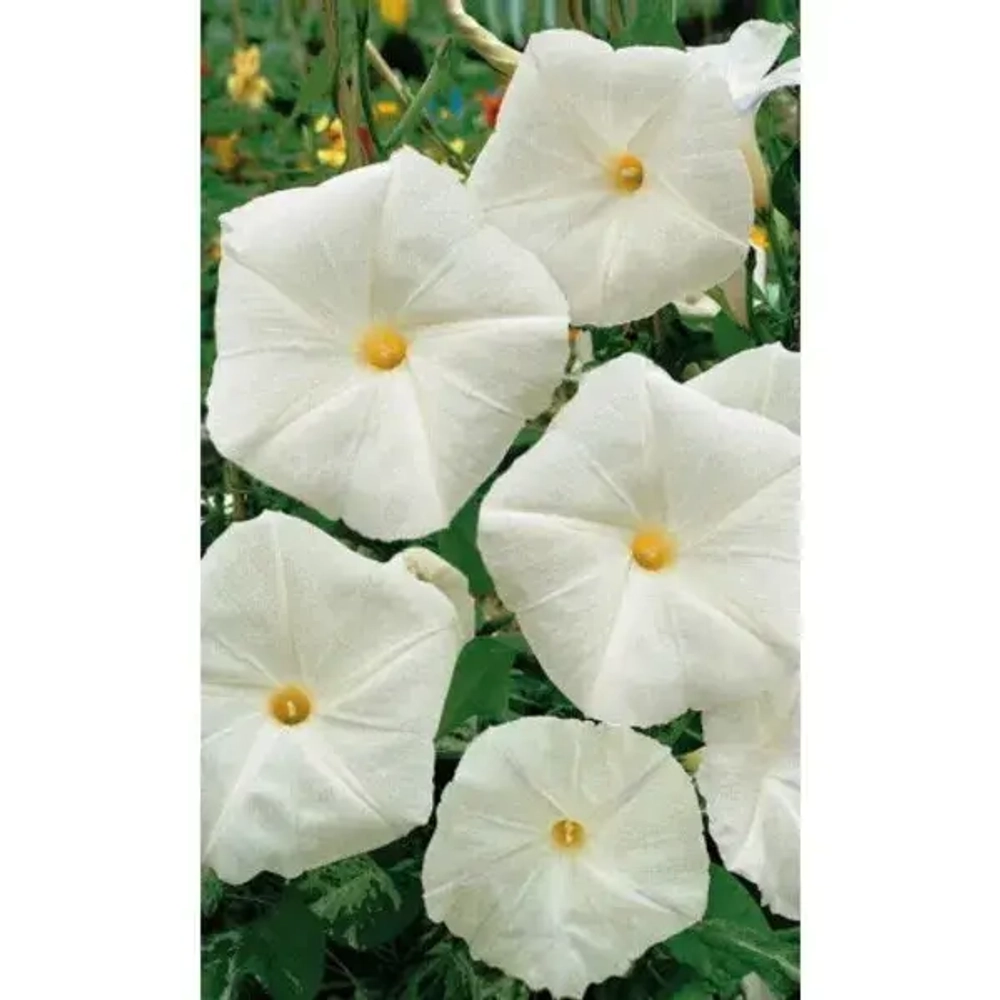 Семена Ипомея Снежный Колокол 12шт (УД) Е/П