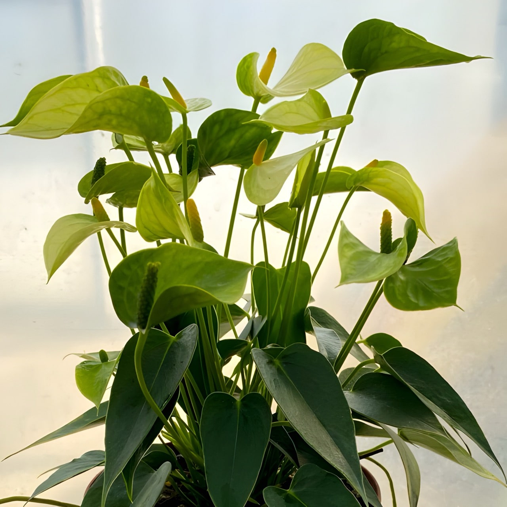 Антуриум Андре LEMONETTI