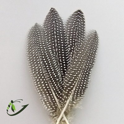 Маховое перо цесарки натуральное 20-25 см (4 шт)