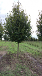 Липа мелколистная f34 180-200