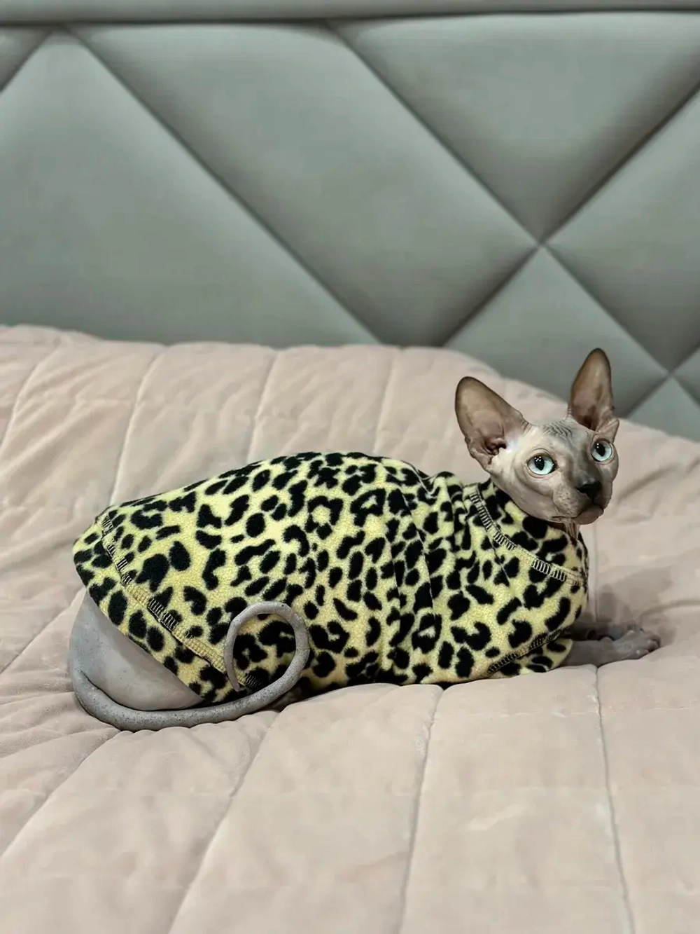 Одежда свитер для сфинксов кошек