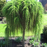 Лиственница европейская Пендула С15 Ра190-200