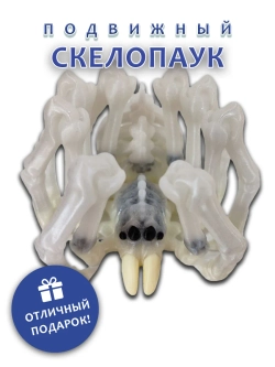 Скелет Паук