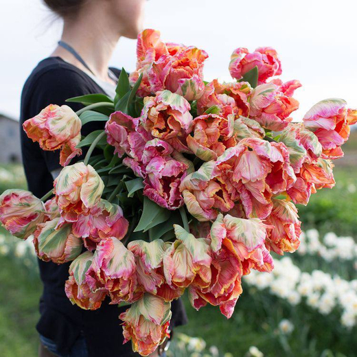 Тюльпан Априкот Перрот Закупка М78 сентябрь 2026