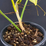Филодендрон BIPENNEFOLIUM