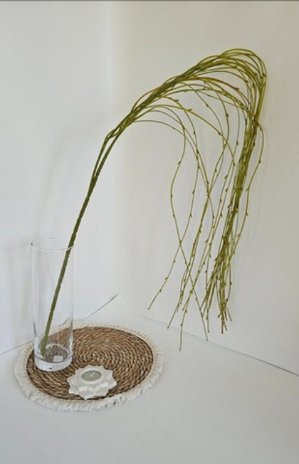 Тилландсия длинная / Арт 4024