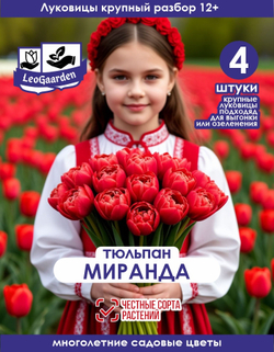 Тюльпан Луковица цветов, Миранда, 4 шт, разбор 11/12