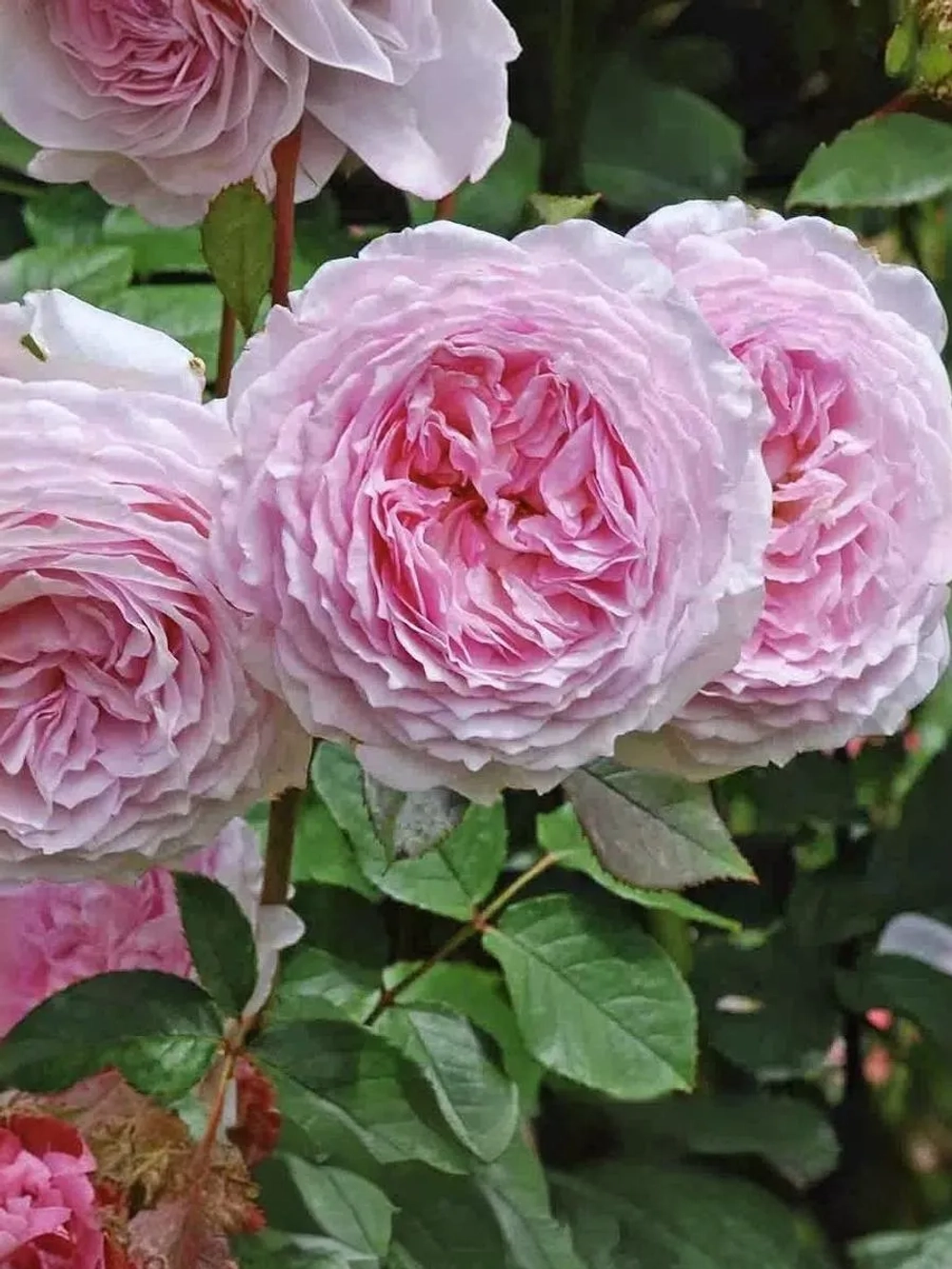 Роза английская Джеймс Галвей