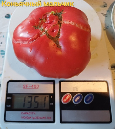 КОНЬЯЧНЫЙ МАЛЬЧИК