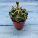 Gymnocalycium Friedrichii (Гимнокалициум)