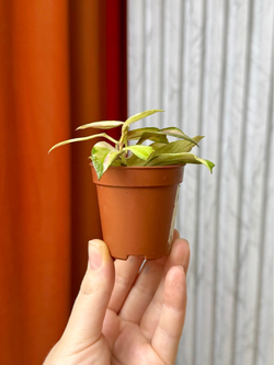 Хойя Валлиниана Вариегата, D5см Н10см, 1шт, Urban Jungle (7583)