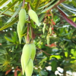 Элеокарпус крупноцветковый – Elaeocarpus grandiflorus