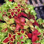 Колеус Волшебник смесь блюме