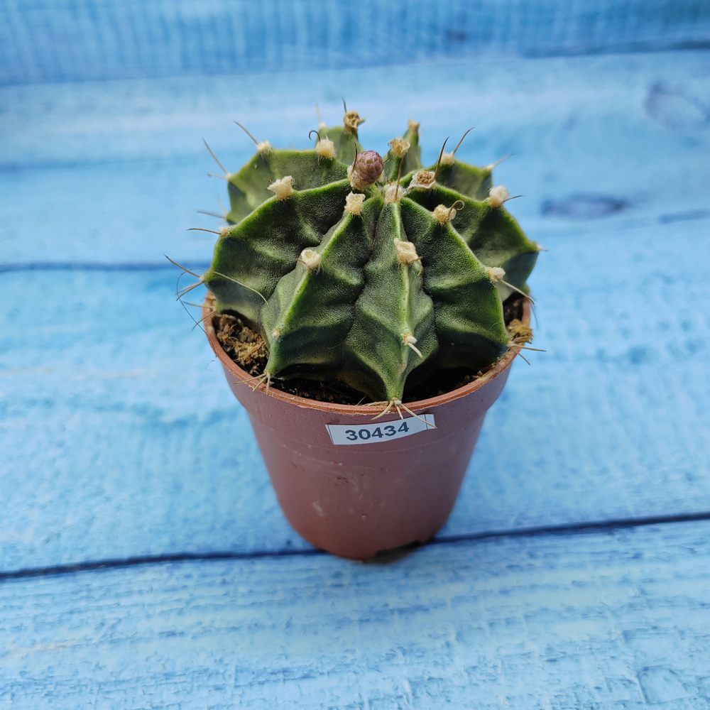Gymnocalycium Friedrichii (Гимнокалициум)