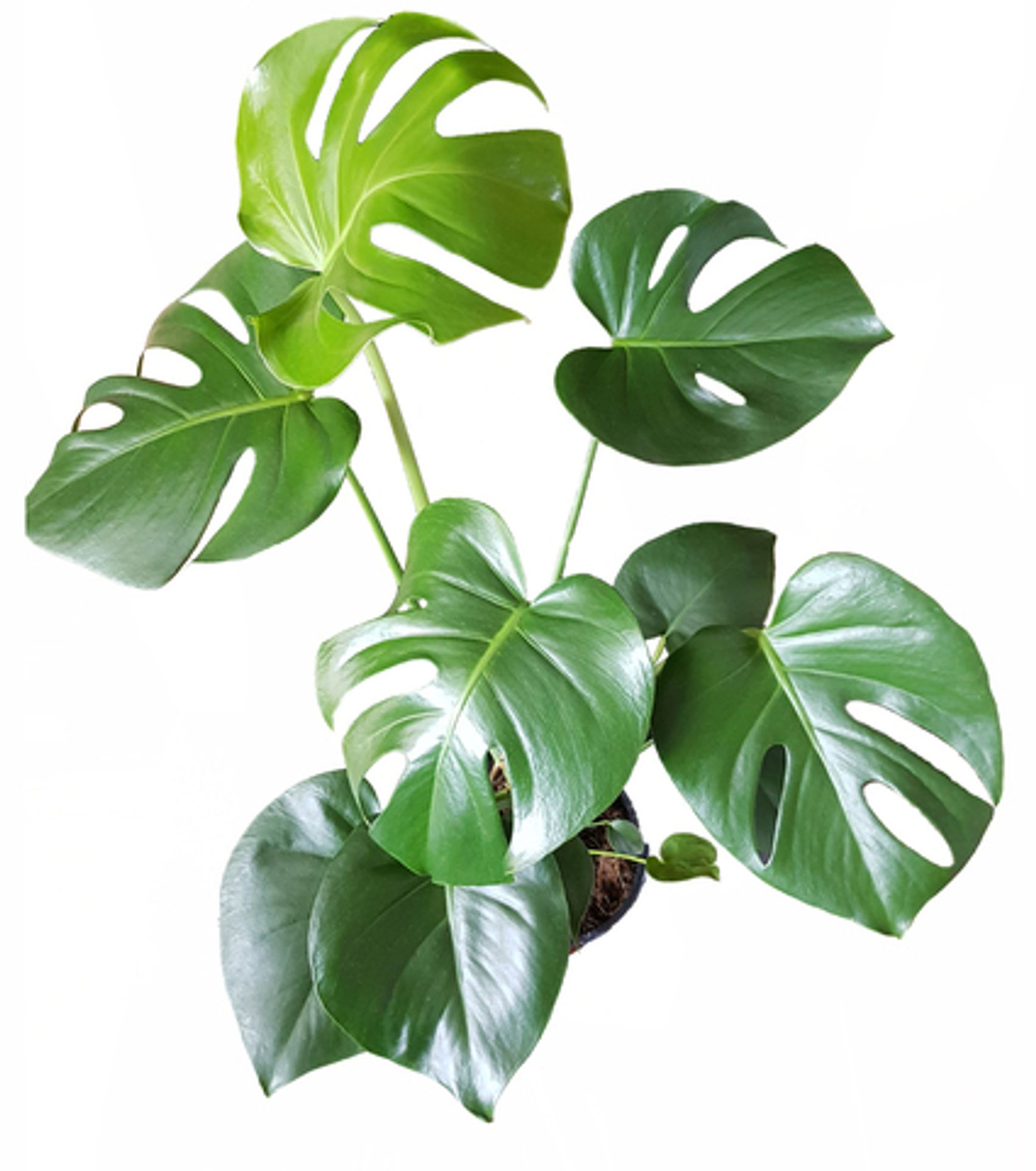 Купить комнатные растения недорого в интернет-магазине в Москве ...