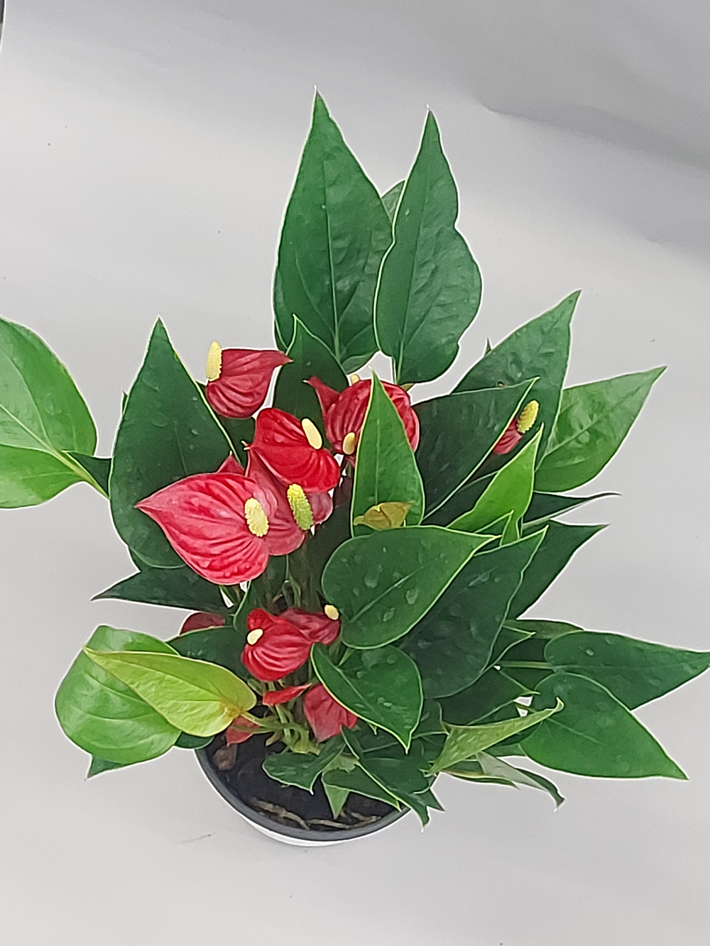 Антуриум Красный Многоцветковый 11/30