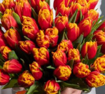 Тюльпан пионовидный