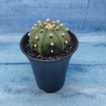 Astrophytum Asterias (Астрофитум)