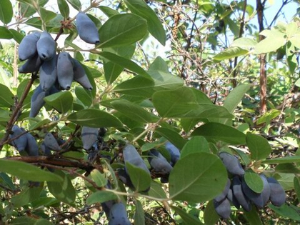 Жимолость Услада