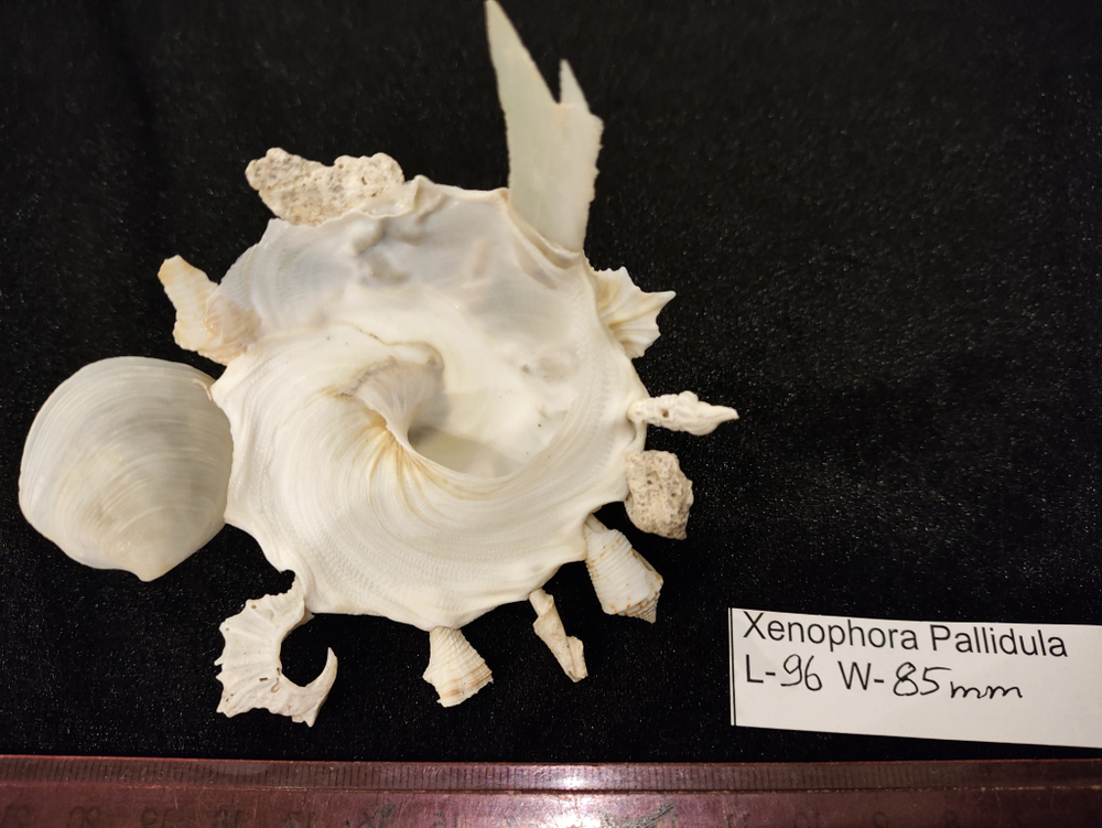 Ксенофора Паллидула " 93мм-110мм"