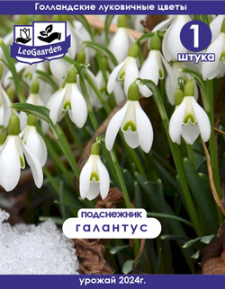Подснежник Луковица цветов, 1 шт