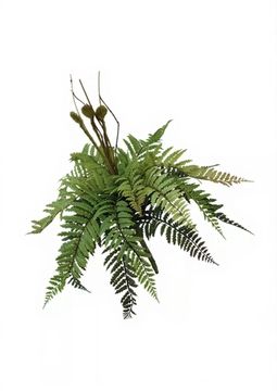 Кочедыжник женский средний