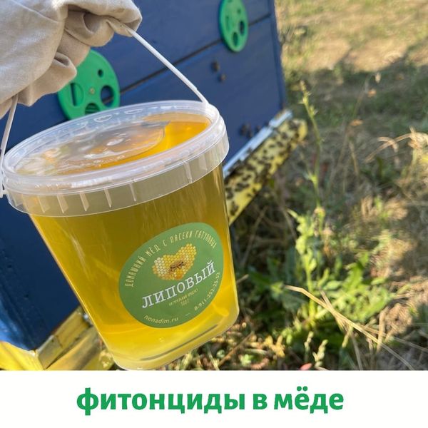ФИТОНЦИДЫ В МЁДЕ