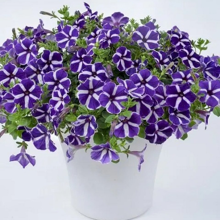 Петуния ампельная Cascadias Purple Gem