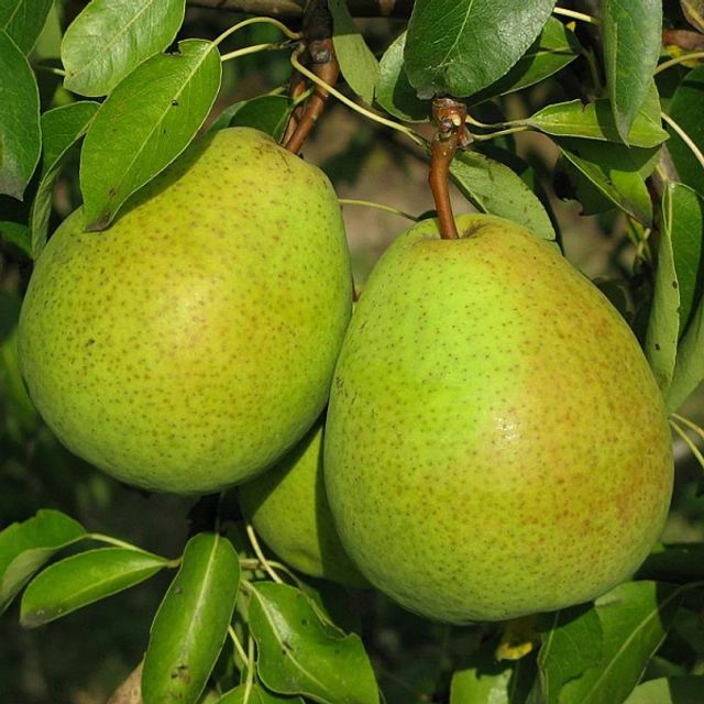 Летний сорт