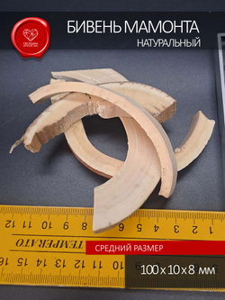 Корка бивня мамонта для коллекции