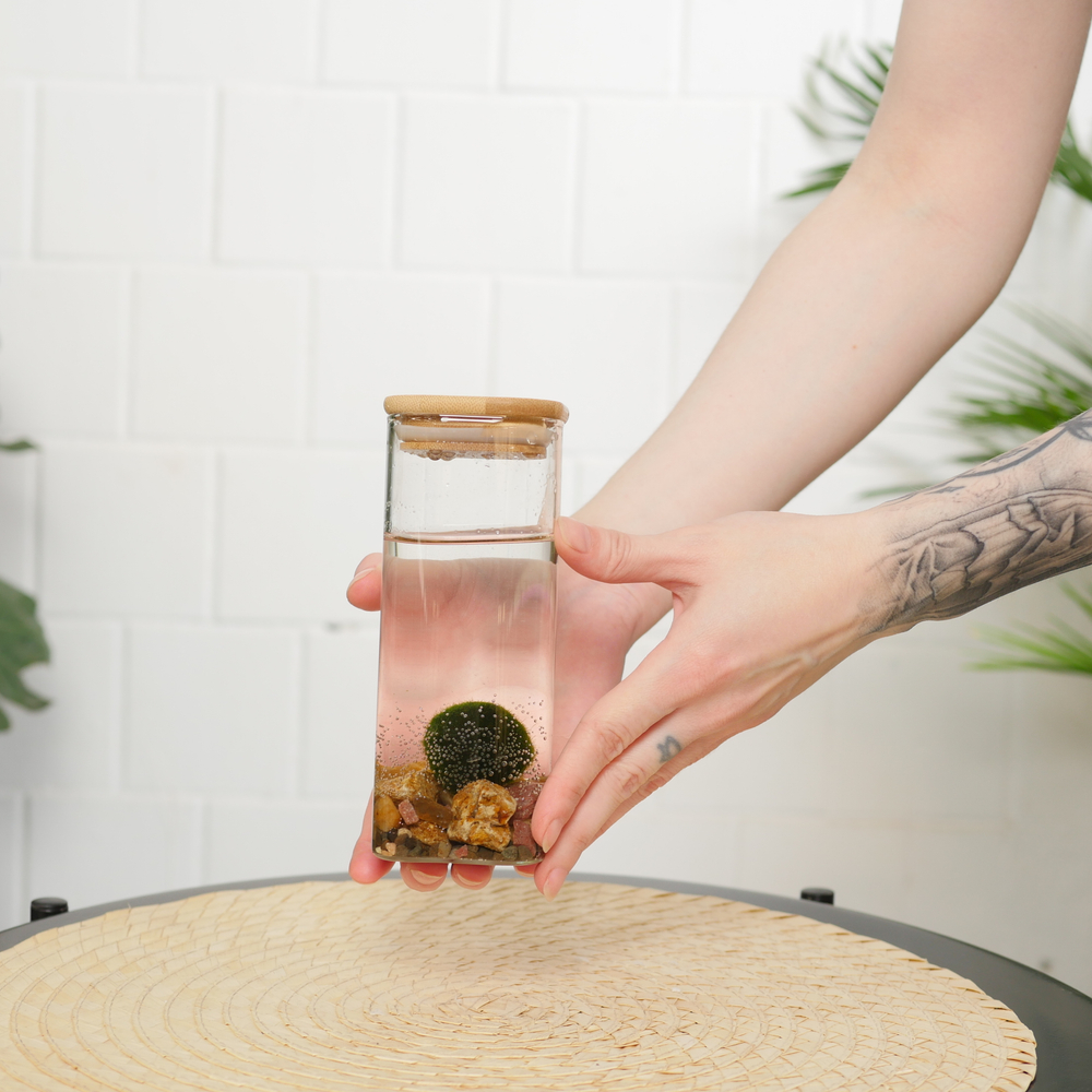 Маримо в колбе мини