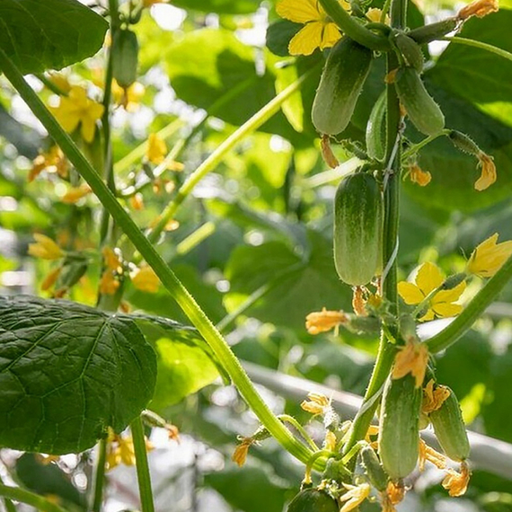 Квирк F1 семена огурца партенокарпического (Rijk Zwaan / ALEXAGRO) культура – фото 3