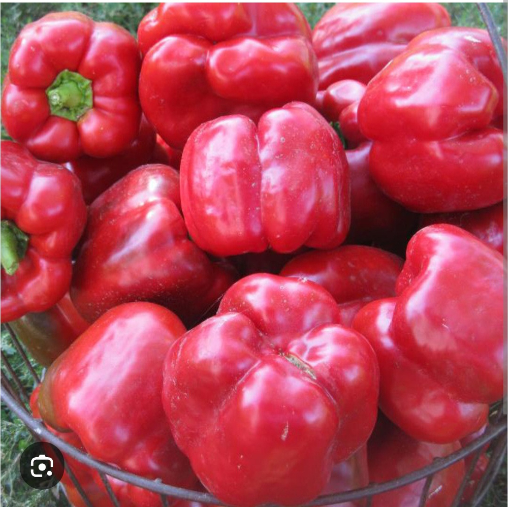 Перец Thames F1 (новинка) 1000 семян