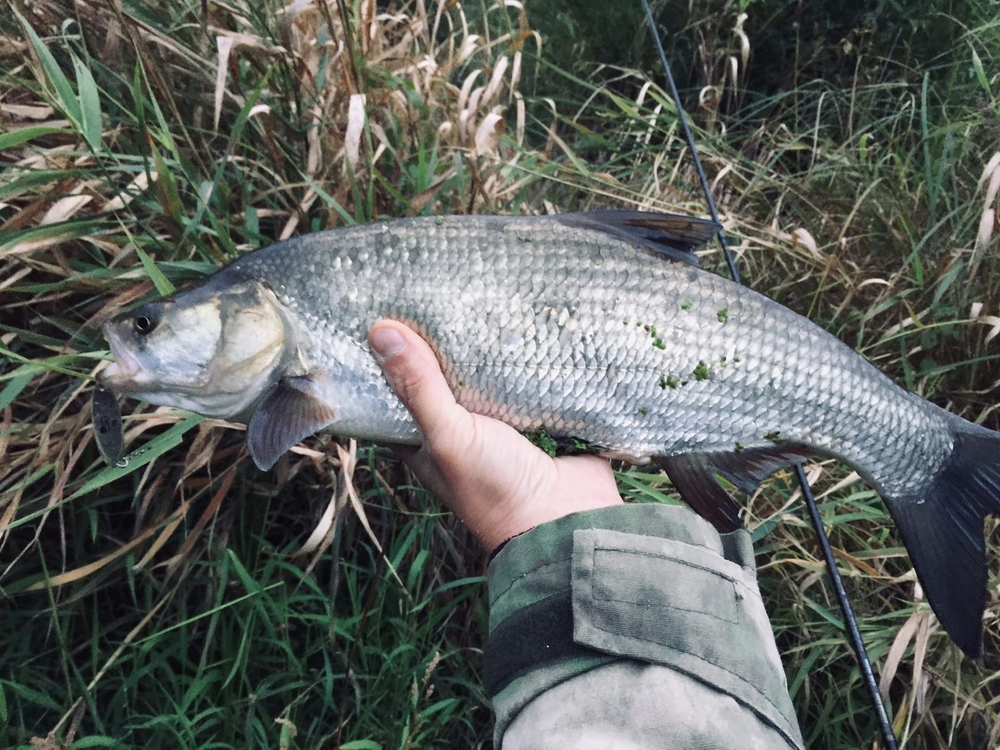 Блесна Mottomo Skill Blade 10.5г, цвет Gold Fish