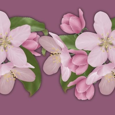 Розовые цветы сакуры