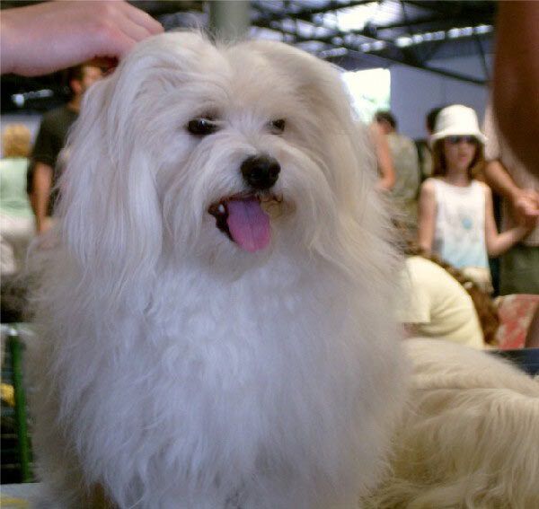 Гаванский бишон (гаванез) Гаванский бишон (гаванез)
