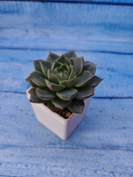 Echeveria Fabiola (Эхеверия)