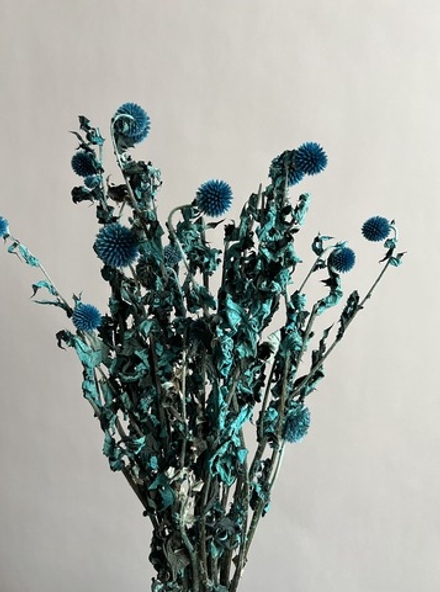 Эхинопс стабилизированный бирюзовый