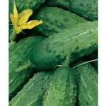 Семена Огурец Аист (МАРС) Б/П