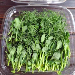 СРЕЗ / Горошек зеленый афилла (лоток) / 100 гр СРЕЗ / Горошек зеленый афилла (лоток) / 100 гр