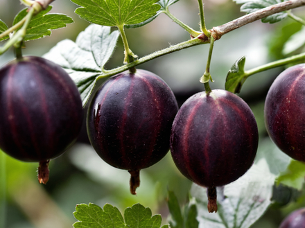 Крыжовник Владил