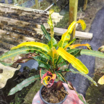 Кротон SIN SAKHON