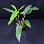 Филодендрон MAXICANUM