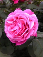 Роза чайно-гибридная Лин Рено